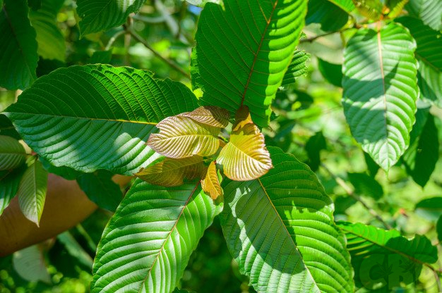 Everything You Wanted to Know About Kratom But Didn’t Know Who To Ask