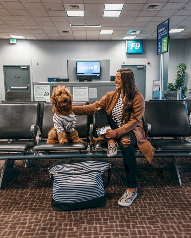 2020’S Best CBD For Pets – CBD Oil For Cats And Dogs
