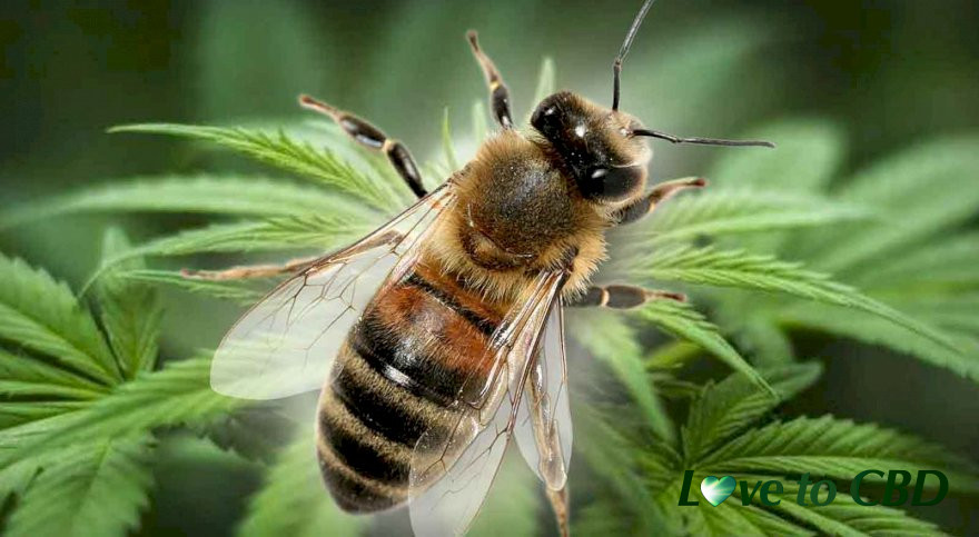 CBD and Bees