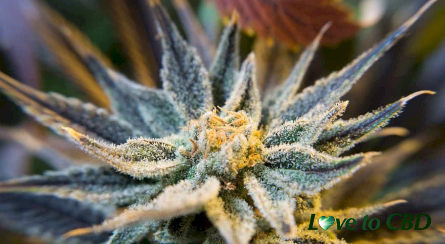 What’s the difference between CBD and THC in cannabis?