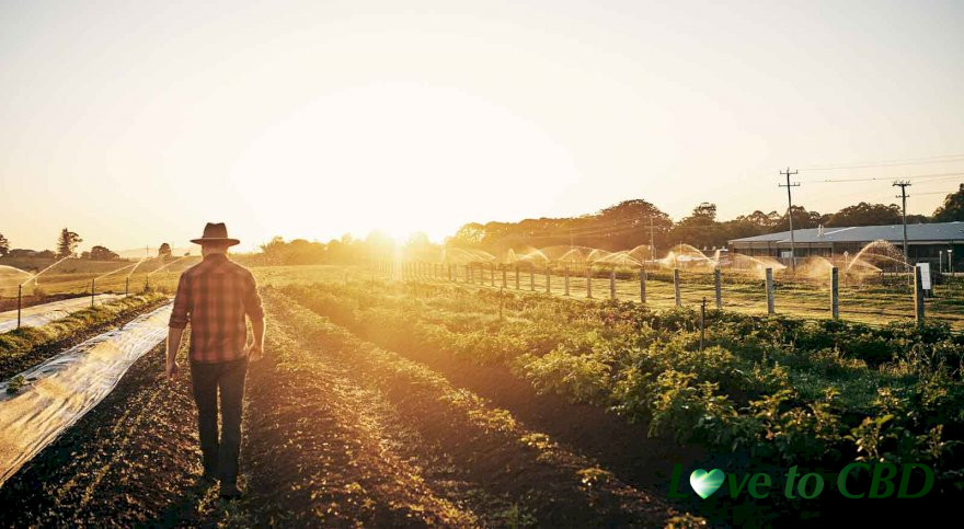 Huge CBD farm to open in Lincolnshire, England