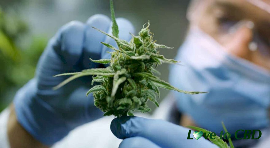 American cannabis companies flock to the UK for business growth