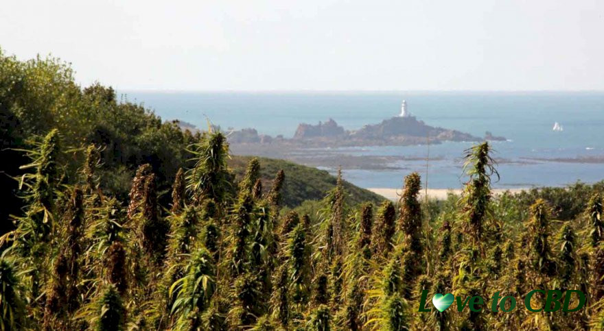 The island of Jersey grants licence to produce CBD
