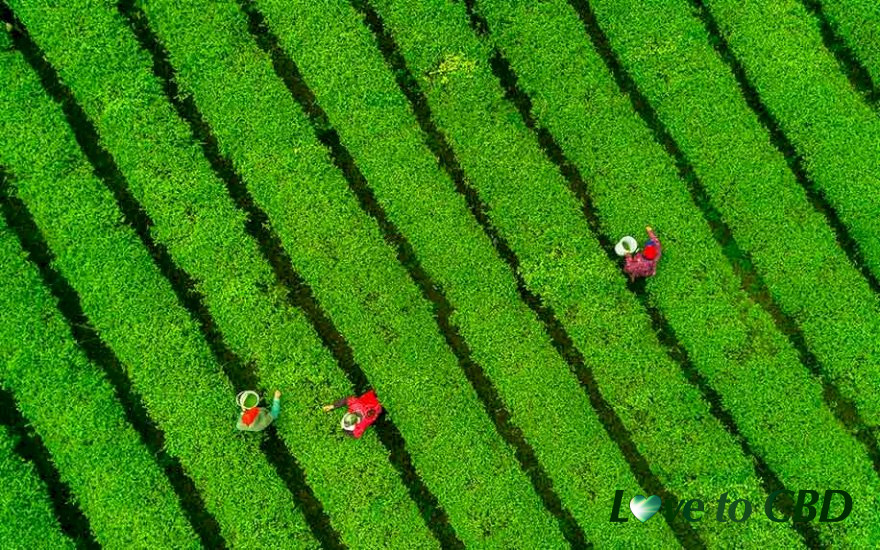 How China Became a Major Player in the Global CBD Game
