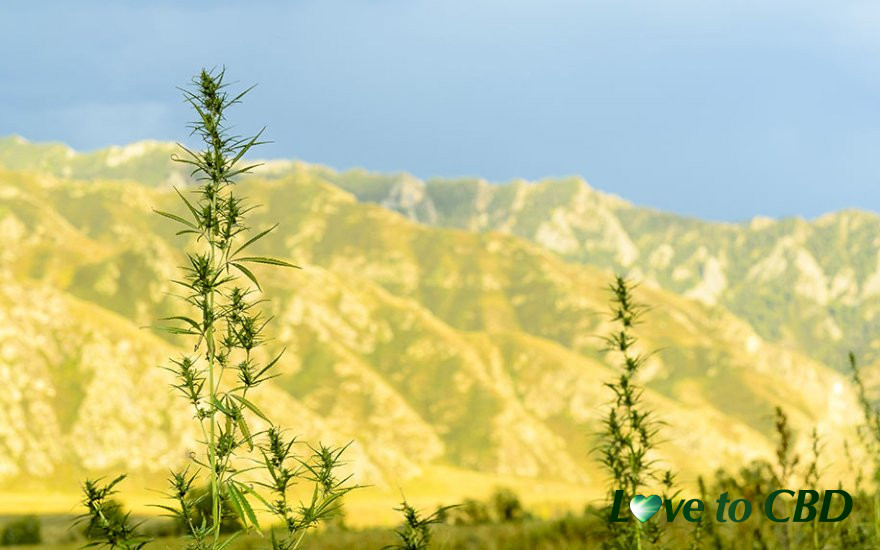 The Most Popular Spots for Cannabis Tourism in America