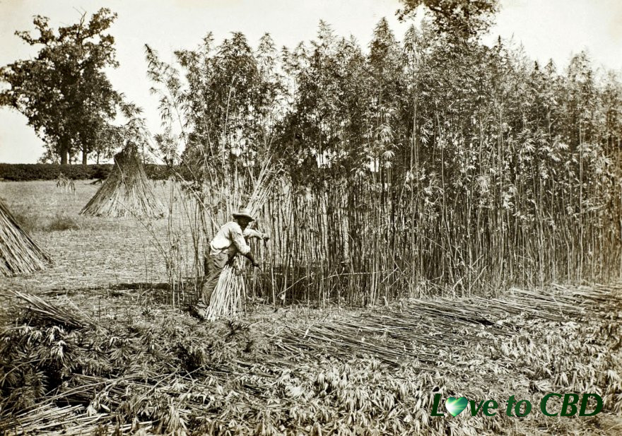 Hemp History