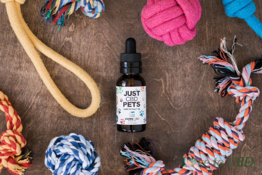 How To Relax Dogs And Cats This Fourth of July With CBD Pet Treats