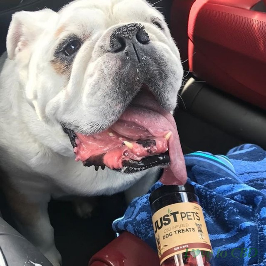 JustCBD Pet Treats: The Future of CBD Is In Their Paws